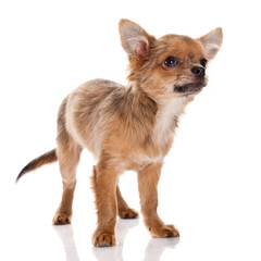 Chihuahua dog on white background.