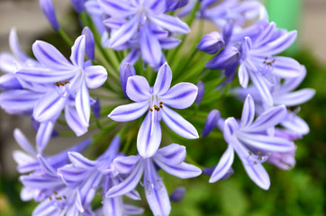 青色のアガパンサスの花