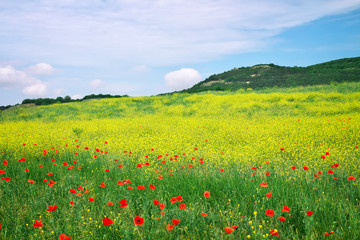 Beautiful Landscape with flowers. Spring flower meadow.