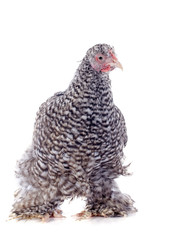 orpington chicken