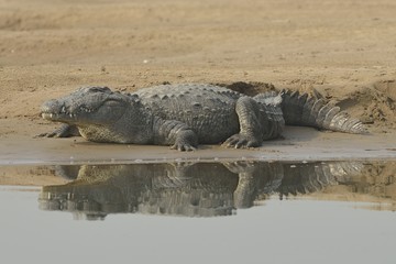 Croc on Chambal River Bank