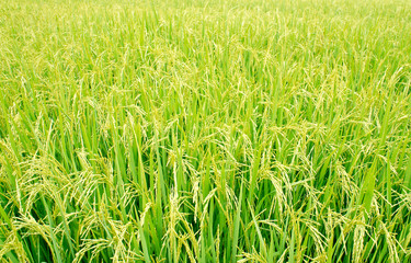 Rice Field