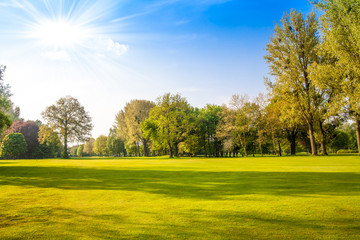 Fototapeta premium green field and trees. Summer landscape with green gras