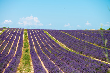 Lavender flower blooming scented fields in endless rows. Valenso