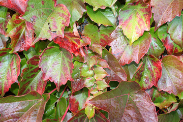 Wilder Wein (Parthenocissus tricuspidata)