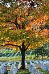 Arlington National Cemetery in autumn foliage - Washington DC United States