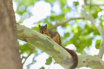 gray squirrel sitting on the tree