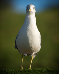 North American Common Seagull