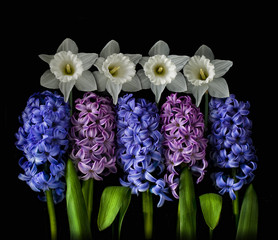 Hyacintus and narcissus