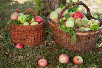 Apfel Ernte