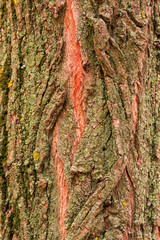 Bark of tree, wooden texture