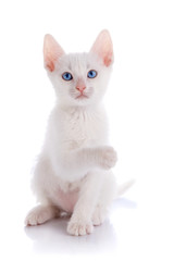 The white kitten sits with the raised paw.
