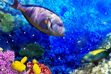 Naklejka na ściany i meble Koral i ryb w Morzu Czerwonym. Egipt, Afryka.