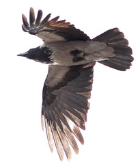 Hooded Crow