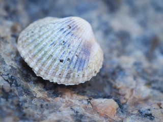 Seashell