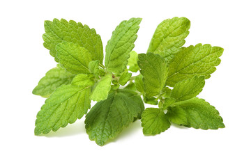Fresh green leaf of melissa. Lemon balm