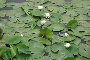 waterlily