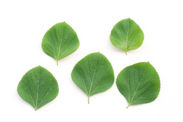 Green leaf,  Muktajhuri, Swetbasanta  Beng