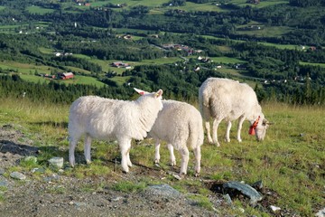 Sheep on summer pasture