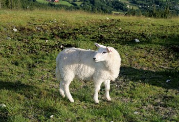 Lamb on summer pasture
