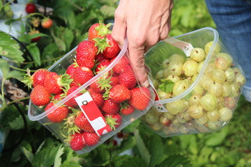 Fruit picking