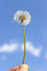 Dandelion with seeds in hand over blue sky