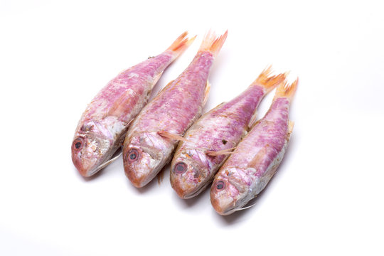 surmullet fresh