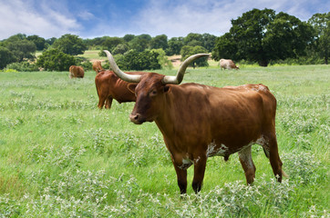 Naklejka na ściany i meble Texas Longhorn cattle grazing on the meadow