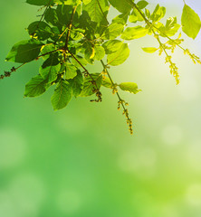 natural green background..