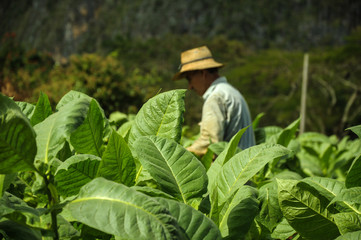 man working on tobacco fields in cuba
