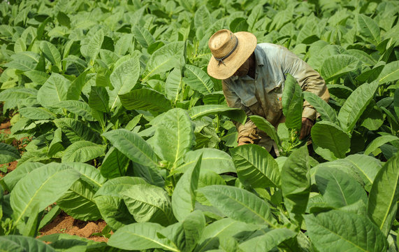 Man Working On Tobacco Fields In Cuba