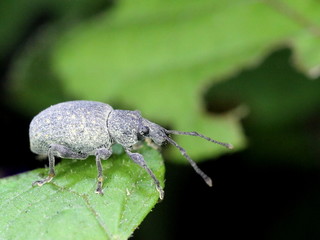 A Weevil Eating Leaves