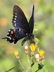 Pipevine Swallowtail on Yellow Flower