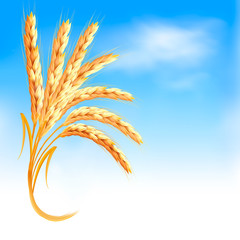 Naklejka premium Ears of wheat in front of blue sky. Vector illustration.