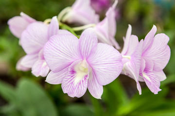 Group of white purple orchid flowers