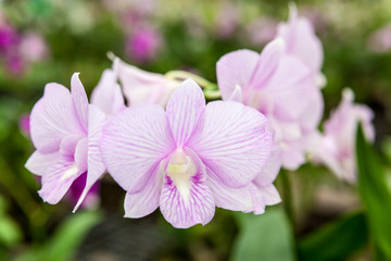Naklejka na ściany i meble Group of white purple orchid flowers