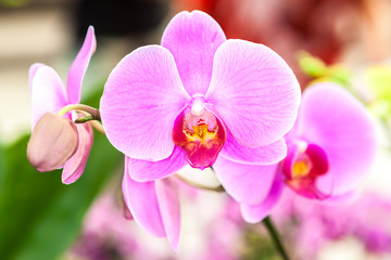 Fototapeta na wymiar Group of pink orchid flowers