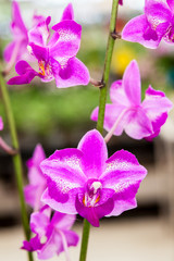Fototapeta na wymiar Group of purple white orchid flowers