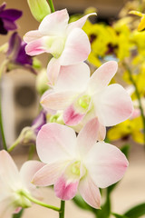 Group of white pink orchid flowers
