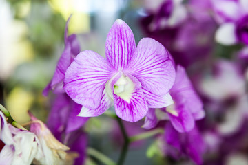 Group of purple white orchid flowers