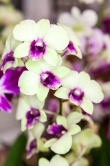 Group of white purple orchid flowers