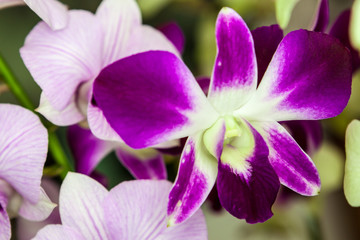 Naklejka na ściany i meble purple white orchid flower