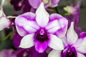 Group of white purple orchid flowers