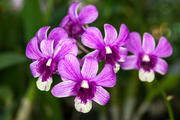 Group of purple white orchid flowers