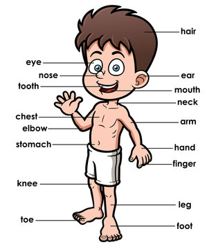 Vector illustration of vocabulary part of body