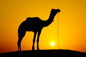 Silhouette camel at sunset , India.