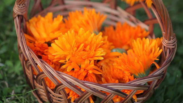 Basket with marigold (calendula) flowers