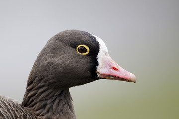 Obraz premium Lesser white-fronted goose, Anser erythropus