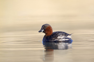 Little grebe or Dabchick, Tachybaptus ruficollis