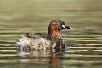 Little grebe or Dabchick, Tachybaptus ruficollis
